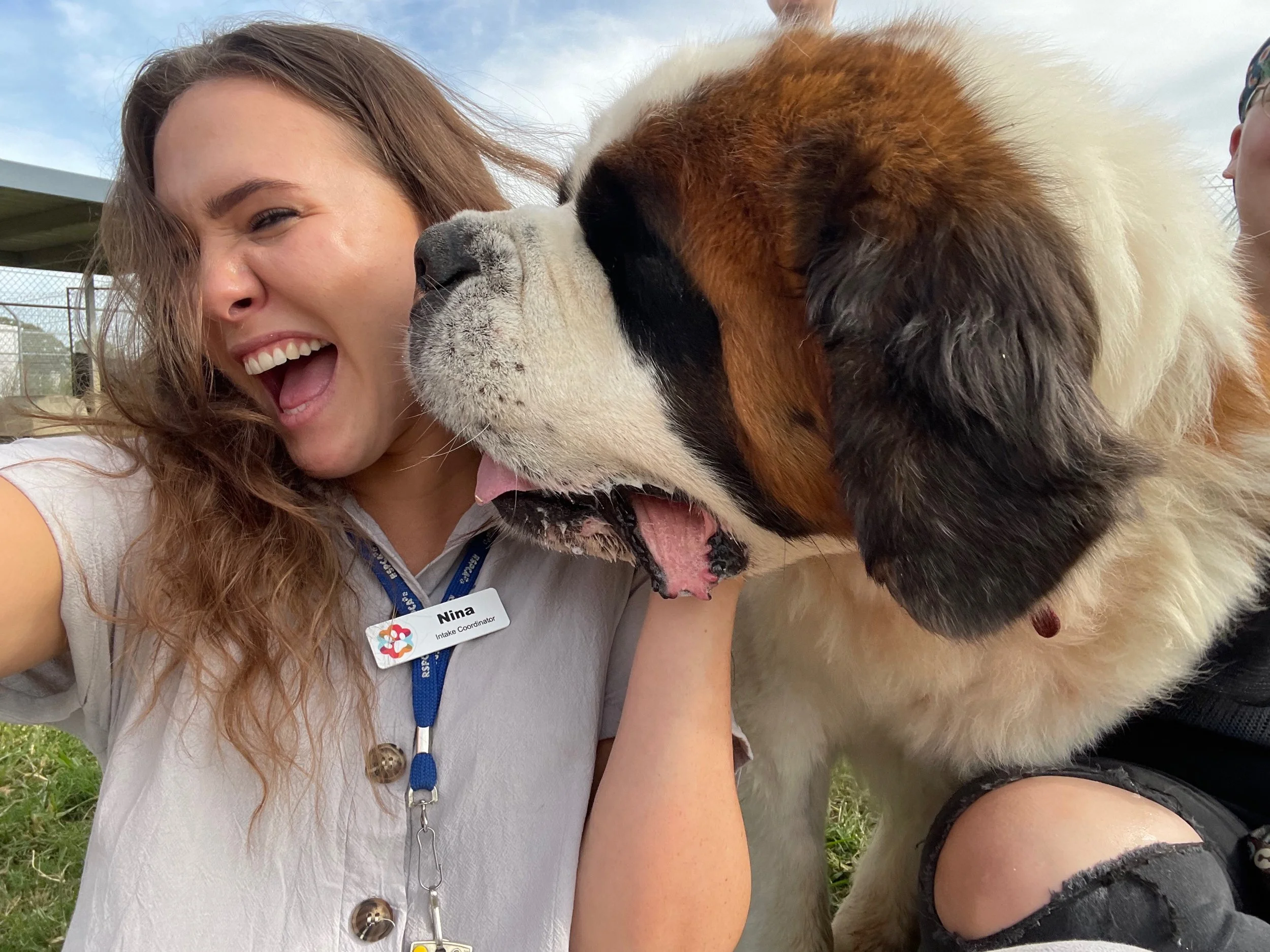 Rspca st bernard deals rescue
